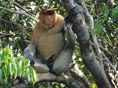 Long-nosed monkey observed by WSL (photographed in 2023)