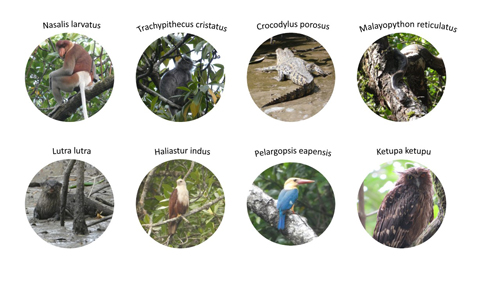 Examples of BIOS Conservation Target Species