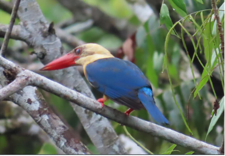 Examples of BIOS conservation target species