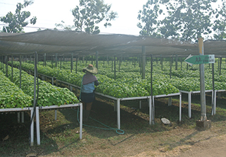 Raising seedling cultivation and planting trees at KTI