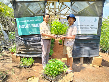 Distributing seedlings to local residents