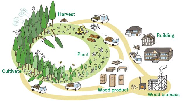 Forest Management and Wood Usage