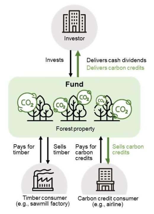 The Structure of the Fund