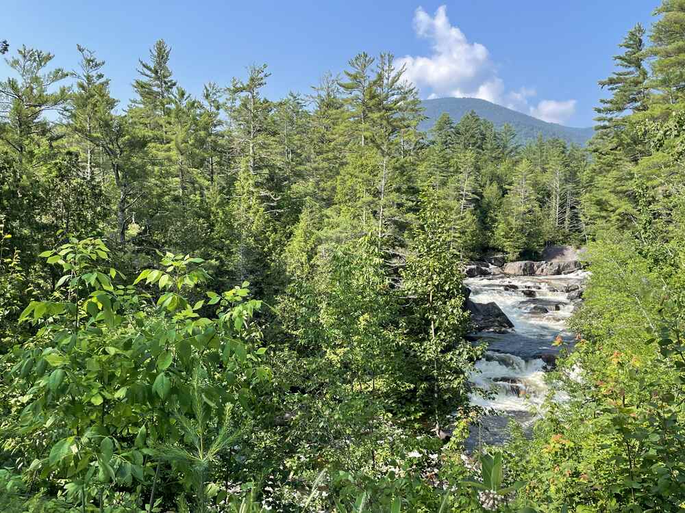 Forest assets acquired through the forestry fund