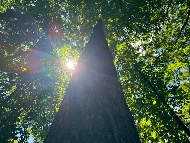 Forest assets acquired through the forestry fund