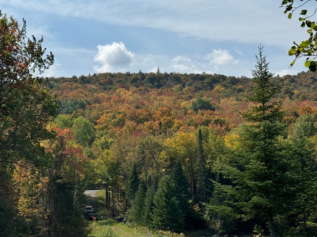 Forest assets acquired through the forestry fund