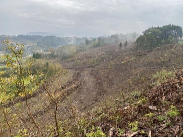 Ground preparation and planting on a harvested site acquired 