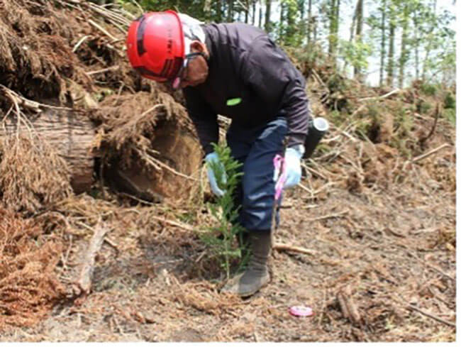 Ground preparation and planting on a harvested site acquired 