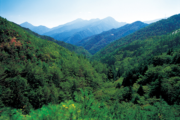 Company owned forests in Shikoku