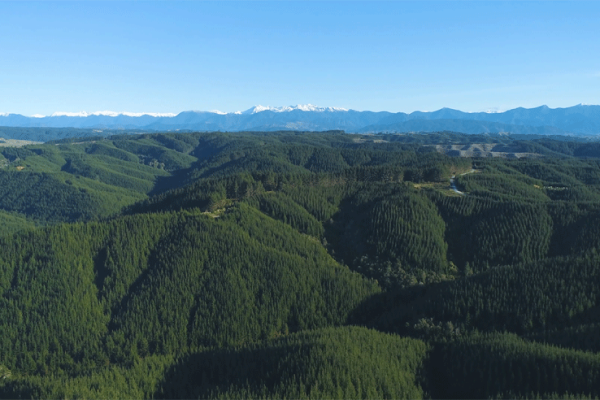 Planted forest in New Zealand