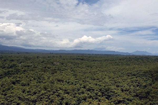 Plantation forest in Papua New Guinea