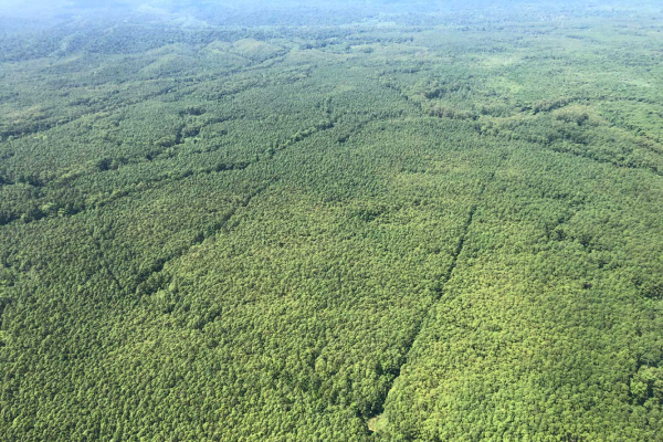 Planted forest in Papua New Guinea