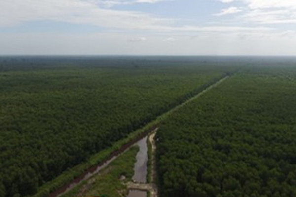 Planted forest in Indonesia