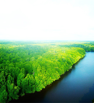 Full view of mangrove forest of BIOS