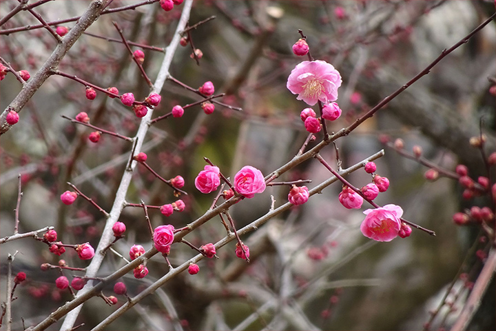 Flowering plum trees