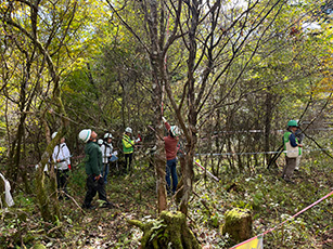 Volunteer tree survey