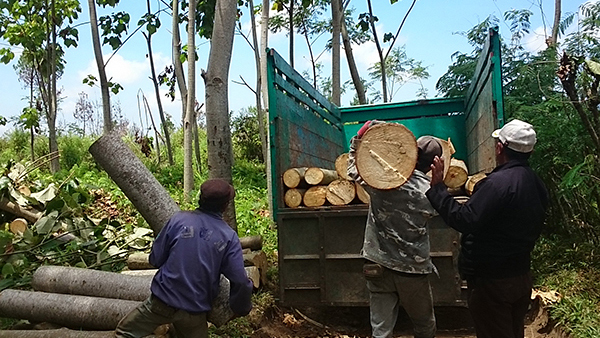 Harvesting and Transport of Timber
