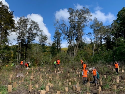 Reforestation activities