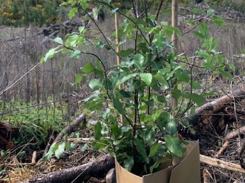 Seedlings planted