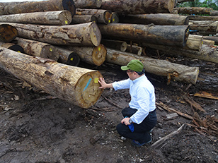Confirming tags attached to the logs at the plant wood yard