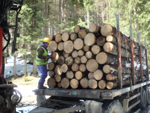 Confirming tags attached to the logs at the plant wood yard 