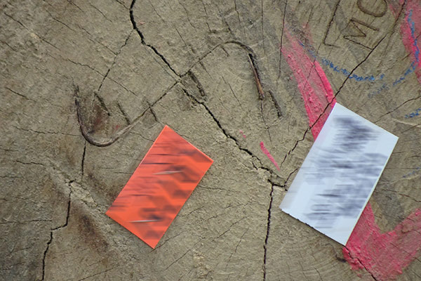 Log Production Tag (White) and Royalty Tag (Orange) at the Log Pond