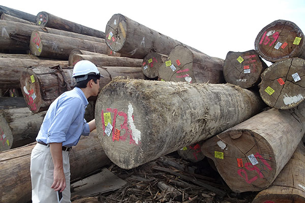 Logs Stacked at the Landing of the Plywood Production Plant