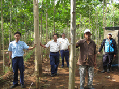 View of Forestation Area