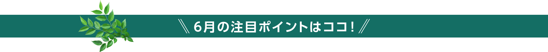 6月の注目ポイントはココ！