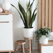 OAK WHITE STYLE