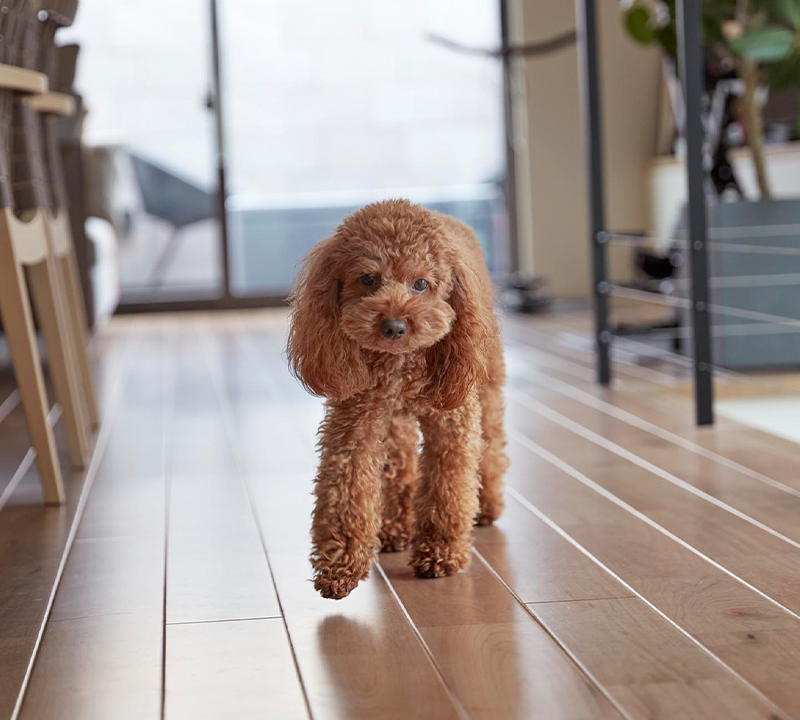 床を歩く愛犬
