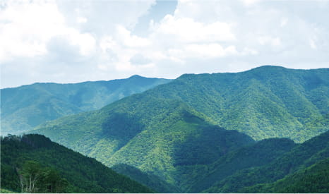 木を植え、森を育むのイメージ