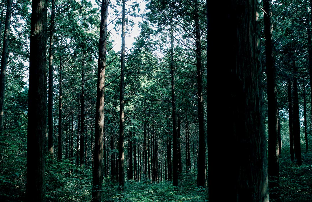 「いい木をつくるために大地から創る」の森のイメージ