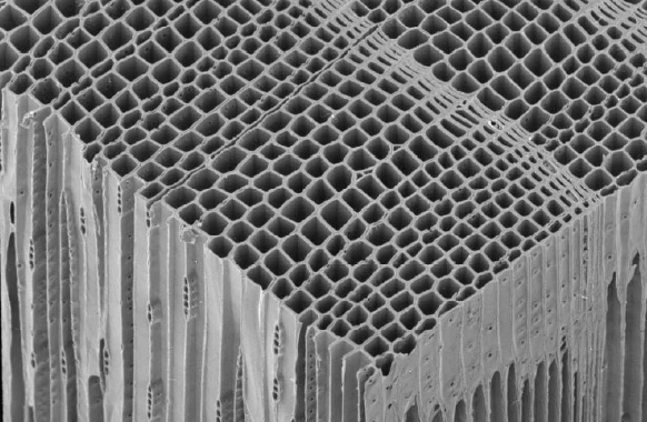 木の顕微鏡画像