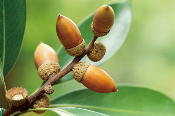 学名は美しい樹という意味。たくさんの異名を持つオークも。