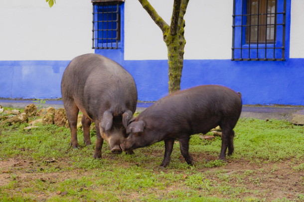 おいしい生ハムづくりには、オークが必要不可欠。
