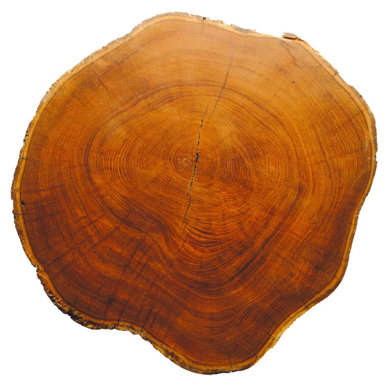 約100年前に知れ渡ったチークの価値。