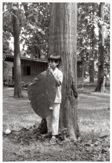 大きな葉と小さな花が目印。