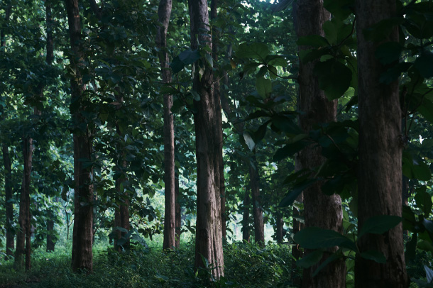特有の油分が強さに変わる。