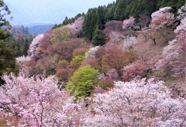 古くから親しまれてきた国花。