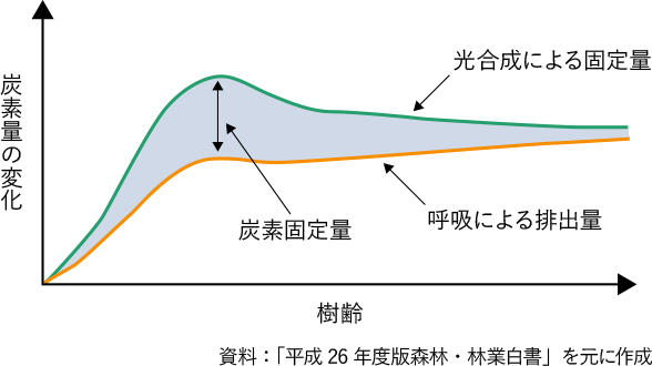 樹齢と炭素固定量の推移（模式図）の図
