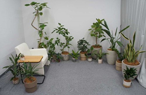 植物を設置した部屋