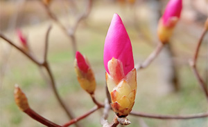 アケボノツツジの芽
