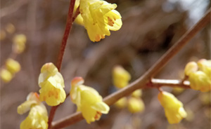 ヒュウガミズキ