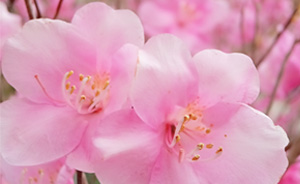 アケボノツツジ