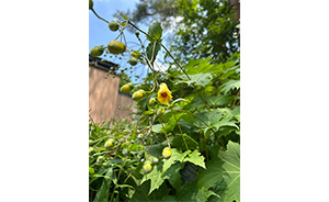 キレンゲショウマ