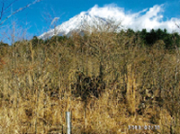 調査日の富士山　2013年2月11日