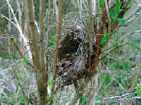 小鳥の巣　2012年5月12日