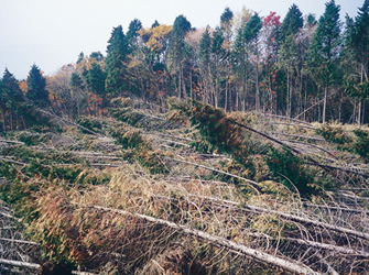 1996年　台風17号により壊滅的被害を受けた森の様子