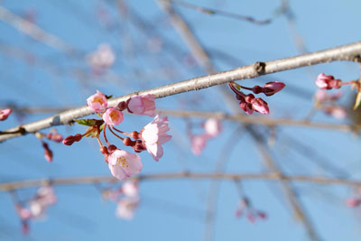 4月初旬に醍醐寺で開花したクローン桜